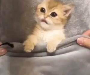 having fun with a kitty