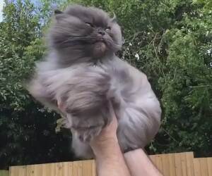 majestic cat caught in the wind