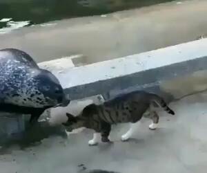 cat vs seal