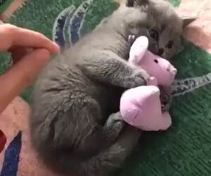 cute little kitty just wants his toy