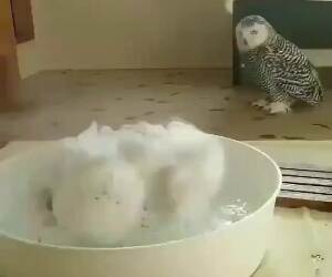 taking a bath