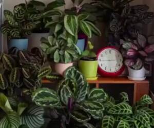 24 hour time lapse shows how much plants move