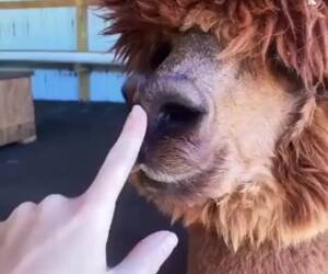 let me boop you04 21