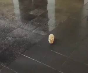 holy cow get out of the way