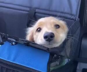 cutest passenger