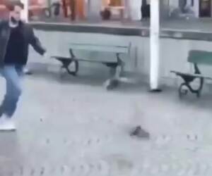 kicking the pigeons