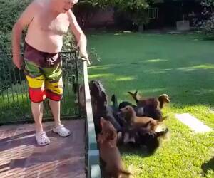 puppy swimming party