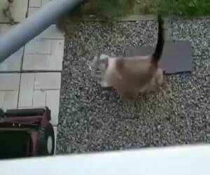 reverse gravity cat