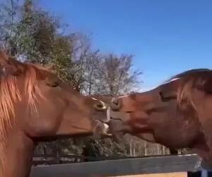 the horse kiss