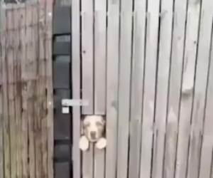 let us out to play