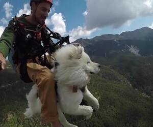 sky diving doggo