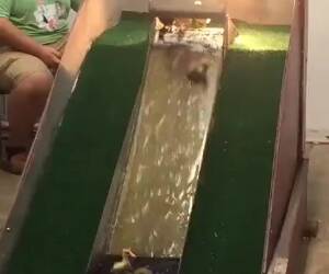 the duck slide