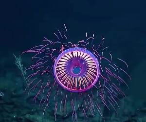 really cool jellyfish
