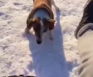 doing some doggo sledding
