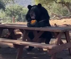 bear lunch
