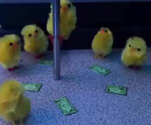chicks dancing