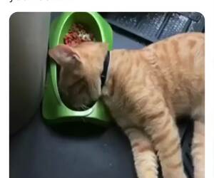 fell asleep in my bowl