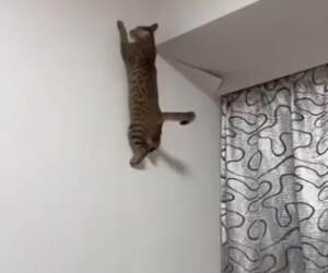 spider cat10 25