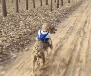 A cheetah and a baby racing like the wind