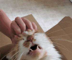 Give me more scratches