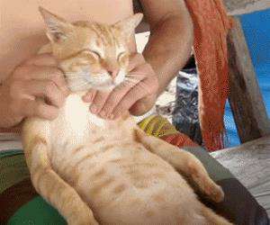 a cat massage