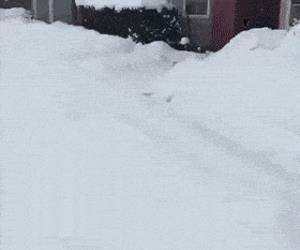 an awesome dog playing in deep snow