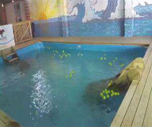awesome dog pool