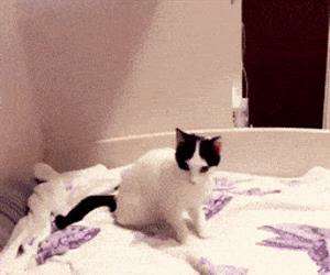 bang playing dead kitty