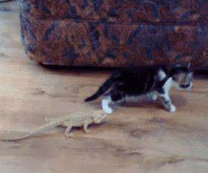 cat vs lizard