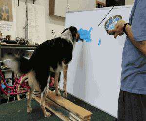 dog is painting something nice