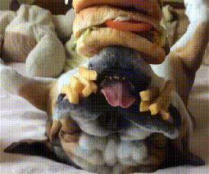 dreaming of burgers