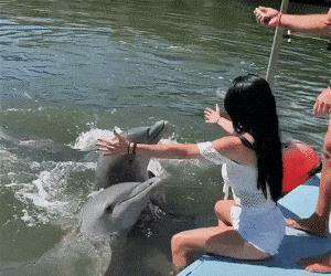 how this dolphin says hello
