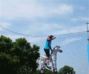 jumping zebra tricks