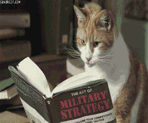 military strategy cat