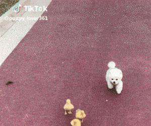 picked up all these chicks