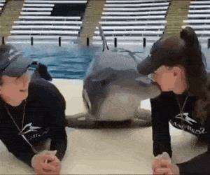 so many dolphin kisses