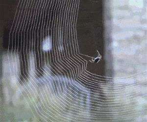 spinning a web