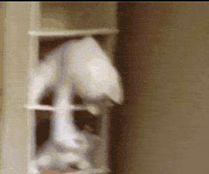 swinging fighting cat shelf