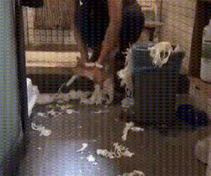 teaching the cat to clean up