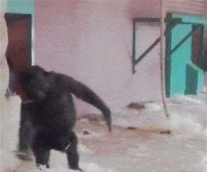 the dancing monkey