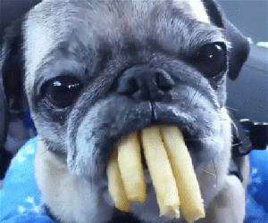 the dog has some fries