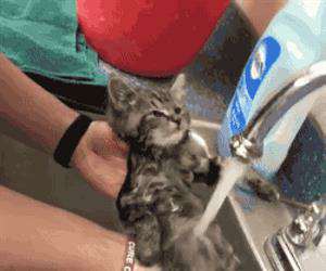 the ultimate cat bath