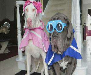 these super cool dogs