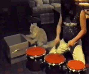 this cat is a hell of a drummer