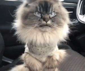 this cat is not happy about this