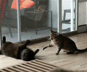 this dog saves the day