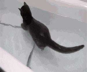 this kitty loves swimming