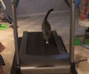treadmill cat working out