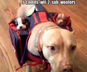 Two Sub Woofers funny picture