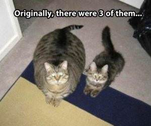 There Was 3 Cats funny picture